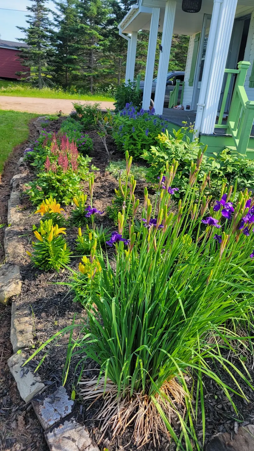 Colourful perennial garden bed with purple irises and yellow flowers completed by Corner To Corner Landscaping