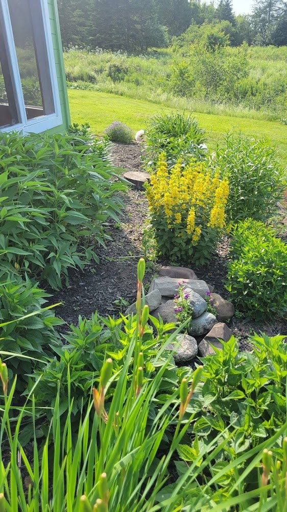 Narrow mulched garden path bordered by yellow flowers and dense green perennials
